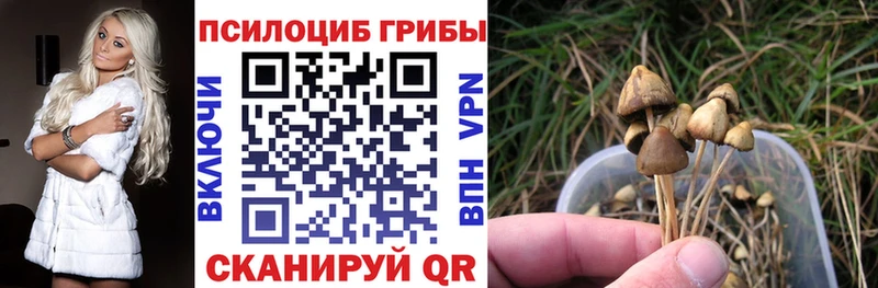 купить наркоту  Ржев  Галлюциногенные грибы GOLDEN TEACHER 